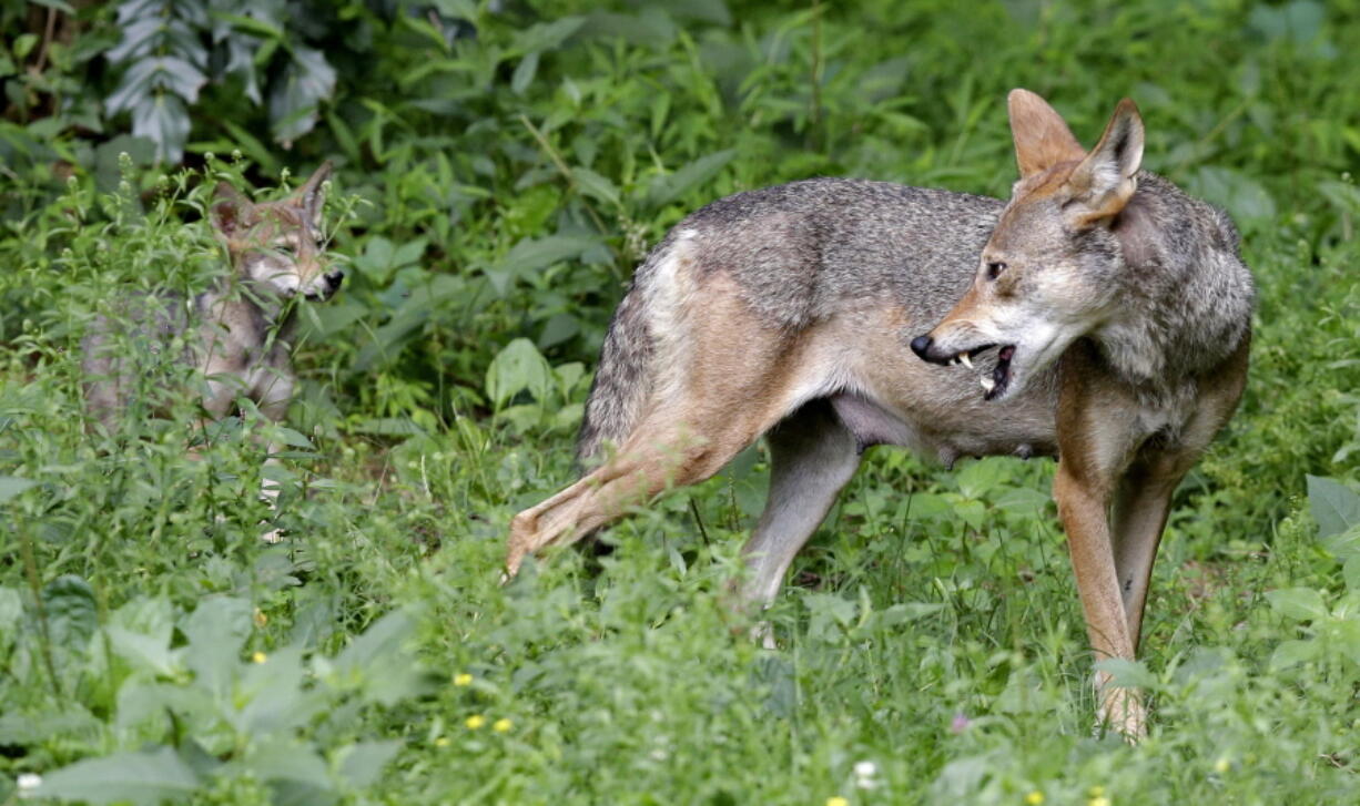 A red wolf female peers back at her 7-week old pup in their habitat at the Museum of Life and Science in Durham, N.C. The federal government has proposed shrinking the territory of the only wild population of endangered red wolves and giving landowners more leeway to kill ones straying onto private property. Conservation groups argue the proposal would doom the wolf to extinction in the wild. The U.S. Fish and Wildlife Service estimates about 35 wild wolves remain in five eastern North Carolina counties. Another 200 are in captive breeding programs.