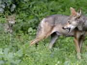 A red wolf female peers back at her 7-week old pup in their habitat at the Museum of Life and Science in Durham, N.C. The federal government has proposed shrinking the territory of the only wild population of endangered red wolves and giving landowners more leeway to kill ones straying onto private property. Conservation groups argue the proposal would doom the wolf to extinction in the wild. The U.S. Fish and Wildlife Service estimates about 35 wild wolves remain in five eastern North Carolina counties. Another 200 are in captive breeding programs.