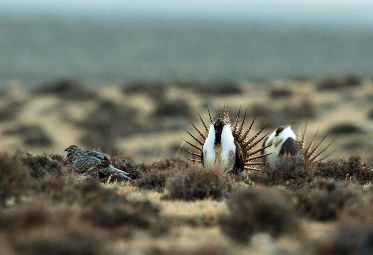 A male sage grouse tries to impress a group of hens, at left, near the base of the Rattlesnake Range on April 10, 2014, in southwest Natrona County, Wyo.