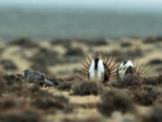 A male sage grouse tries to impress a group of hens, at left, near the base of the Rattlesnake Range on April 10, 2014, in southwest Natrona County, Wyo.