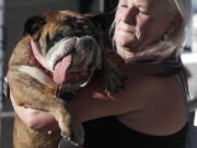 Zsa Zsa, an English Bulldog, is carried by owner Megan Brainard during the World’s Ugliest Dog Contest at the Sonoma-Marin Fair in Petaluma, Calif., Saturday, June 23, 2018. Zsa Zsa won the contest.