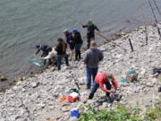 Anglers on Hamilton Island below the Bonneville Dam measure a summer chinook to see if it is shorter than 24 inches. The retention of adult Chinook below Bonneville was closed on July 1, but anglers can keep jacks.