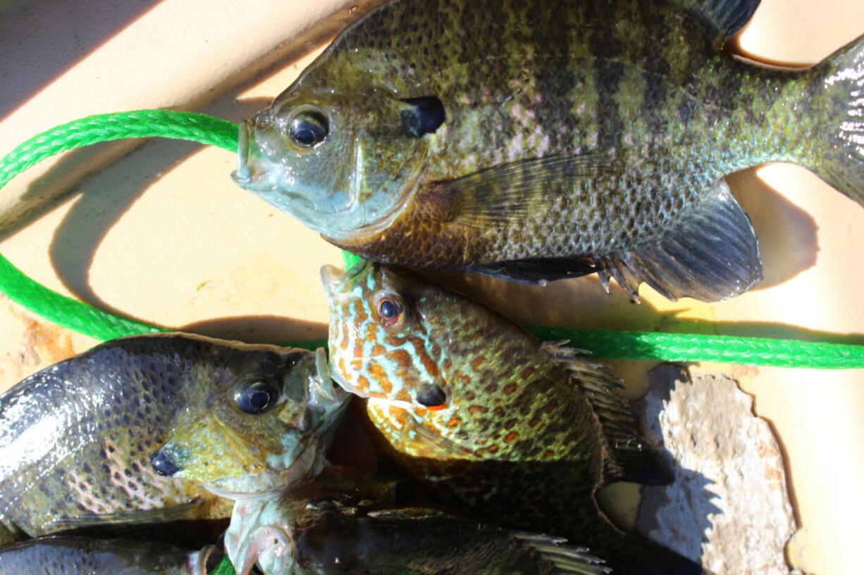 Bluegill and redear sunfish (center) are two of the panfish that can be found in backwater lakes along the Columbia River.