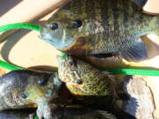 Bluegill and redear sunfish (center) are two of the panfish that can be found in backwater lakes along the Columbia River.