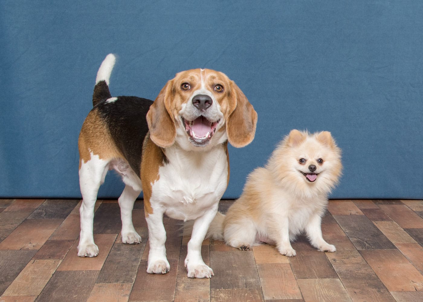 Bear Chi and Snoopy are best of friends! Bear Chi is a happy-go-lucky guy who likes to play with toys and romp around with Snoopy. Snoopy is a goofy Beagle, so of course he likes to follow his nose wherever it takes him. These two goofballs are looking for a home together! These pets are among those available for adoption from noon to 6 p.m. Tuesday through Sunday at the Humane Society for Southwest Washington, 1100 N.E. 192nd Ave., Vancouver. The Humane Society is closed to the public on Mondays. Fees — which can include registered microchip, health exam, a spay or neuter certificate and vaccination — vary.