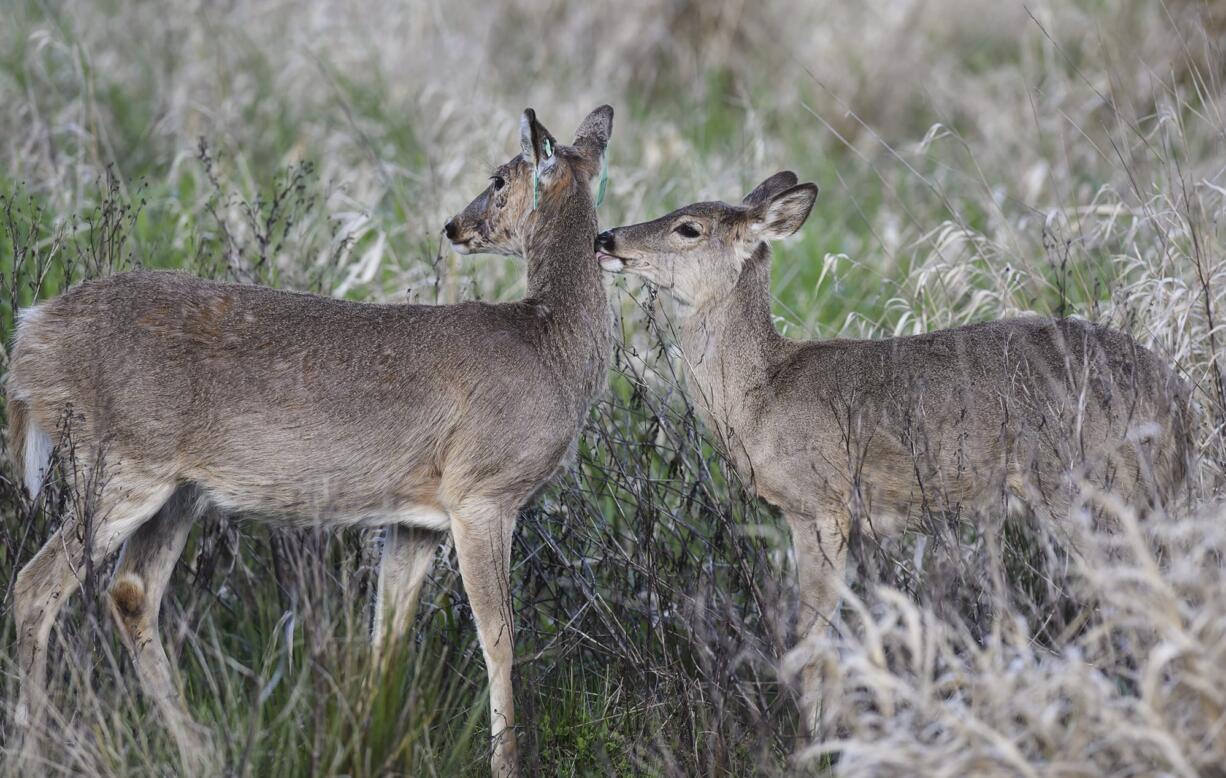 Columbian white-tailed deer.