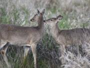 Columbian white-tailed deer.