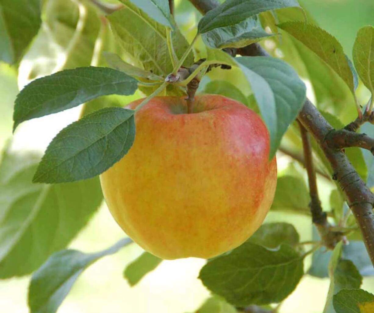 The ‘Prima’ apple is one of the modern disease-resistant cultivars of domesticated apple bred by the PRI disease-resistant apple breeding program in 1958.