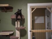 Charles, 3, of Furry Friends hangs out while relaxing at the shelter in Northeast Vancouver on Monday morning. Charles is one of 35 cats and kittens that are currently available for adoption.