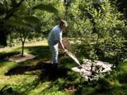 Brenda Calvert, co-owner of Half Moon Farm, lays material at the heritage apple orchard to collect moisture around the trees. Calvert estimates she’s purchased around 300 plants from the Clark Conservation District in the last few years.