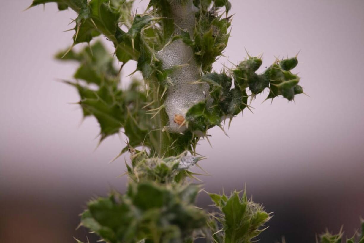 Spittlebugs can secrete a layer of bubbles as protection from predators and the environment. They are ubiquitous this time of year. Below: A spittlebug nestles in a cushion of spit bubbles. The insects are the subject of research at Washington State University.