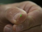 Spittlebugs are similar to aphids. In addition to their bubble-making skills, the insects are prodigious jumpers, able to leap 2 feet in a single bound.