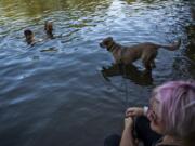 Cameron Gamby, 11, left, and his sister Makena, 12, encourage their dog Ranger to jump in the water as they play by the shore at Lacamas Lake with their mother Kristin, all of Vancouver, earlier this month in Camas. The next several days will again see area residents looking to beat the heat as high temperatures continue to reach the 90s.