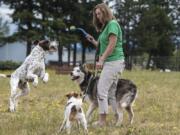 Newton, from left, Diesel and Niko wait for a highly coveted item, a ball, to be thrown by Cindy Rotermund of Washougal. While these parks can be good places for dogs to socialize, they’re also increasingly places for conflict.