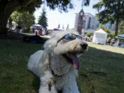 Baxter, the dog, relaxes in the heat at the Pride event Saturday in Esther Short Park.