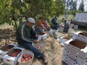 Supervisor Armando Razo, left, joins fellow workers as they harvest peaches at Joe’s Place Farms on Monday. As the region’s heat wave continues, Joe’s Place Farms owner Joe Beaudoin said his farm is having trouble for a second straight year.