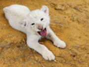 In this Wednesday July 11, 2018 photo, Luna, a seven-week-old white African lion cub, makes her public debut at Tiger Creek Animal Sanctuary in Tyler, Texas. Luna will go on display twice a day at 10 a.m. and 1 p.m. (Sarah A.