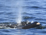 In this photo taken Tuesday, July 24, 2018, provided by the Center for Whale Research, a baby orca whale is being pushed by her mother after being born off the Canada coast near Victoria, British Columbia. The new orca died soon after being born. Ken Balcomb with the Center for Whale Research says the dead calf was seen Tuesday being pushed to the surface by her mother just a half hour after it was spotted alive. Balcomb says the mother was observed propping the newborn on her forehead and trying to keep it near the surface of the water.