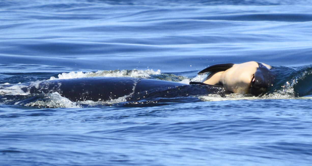 In this photo taken Tuesday, July 24, 2018, provided by the Center for Whale Research, a baby orca whale is being pushed by her mother after being born off the Canada coast near Victoria, British Columbia. The new orca died soon after being born. Ken Balcomb with the Center for Whale Research says the dead calf was seen Tuesday being pushed to the surface by her mother just a half hour after it was spotted alive. Balcomb says the mother was observed propping the newborn on her forehead and trying to keep it near the surface of the water.