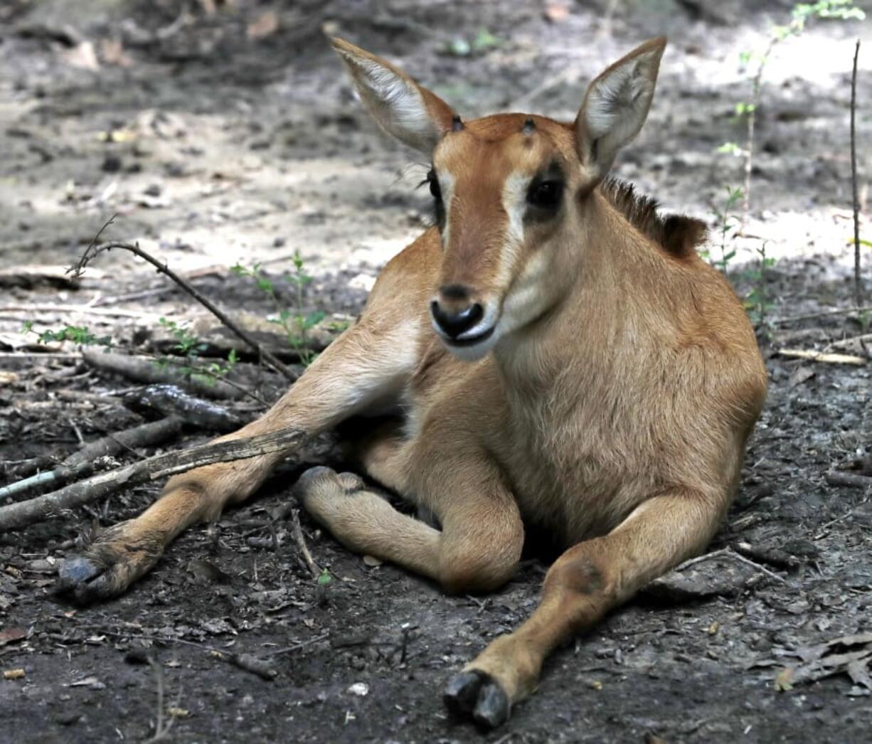 A sable antelope, born May 13, is seen at the Audubon Species Survival Center in New Orleans. About a year after moving into spacious new digs in New Orleans, African animals are doing just what officials from two zoos had hoped: being fruitful and multiplying.