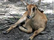 A sable antelope, born May 13, is seen at the Audubon Species Survival Center in New Orleans. About a year after moving into spacious new digs in New Orleans, African animals are doing just what officials from two zoos had hoped: being fruitful and multiplying.