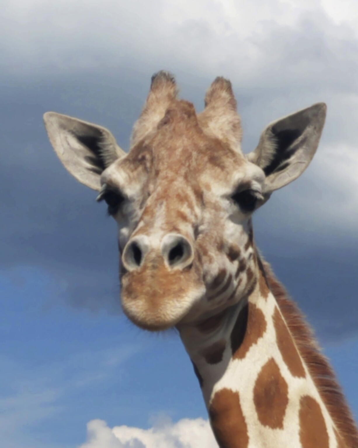 April the Giraffe at Animal Adventure Park in Harpursville, N.Y. April, the giraffe whose pregnancy became an internet sensation, is pregnant again. Jordon Patch of Animal Adventure Park announced the pregnancy Wednesday, July 25, on NBC’s “Today” show. Patch says the calf is due during the early part of spring around March.