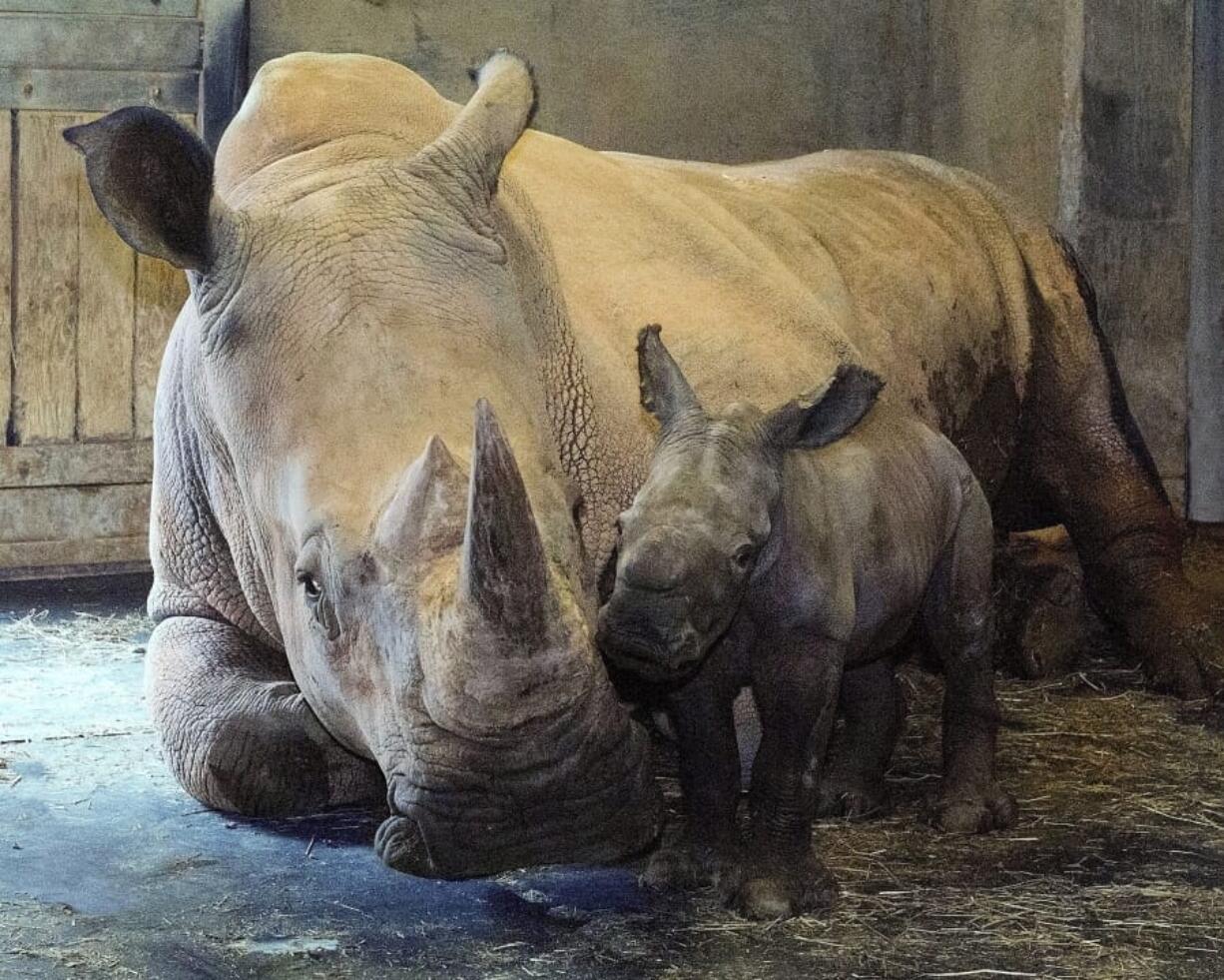 An unnamed southern white rhino calf is seen after birth Monday at the North Carolina Zoo. The female was born to mother Linda and father Stormy and weighed 80 to 90 pounds.