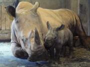 An unnamed southern white rhino calf is seen after birth Monday at the North Carolina Zoo. The female was born to mother Linda and father Stormy and weighed 80 to 90 pounds.