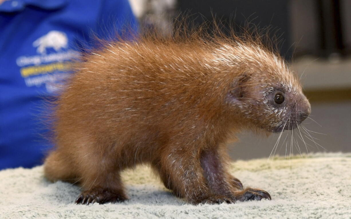 A baby prehensile-tailed porcupine at Brookfield Zoo, in Brookfield, Ill. The baby, called a porcupette, born at the zoo on July 2, is being hand-reared by animal care staff when it became clear that his mom was not providing him proper maternal care, as she was not allowing him to nurse.Prehensile-tailed porcupines are native to South America and live in high-elevation rain forests.