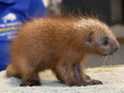 A baby prehensile-tailed porcupine at Brookfield Zoo, in Brookfield, Ill. The baby, called a porcupette, born at the zoo on July 2, is being hand-reared by animal care staff when it became clear that his mom was not providing him proper maternal care, as she was not allowing him to nurse.Prehensile-tailed porcupines are native to South America and live in high-elevation rain forests.