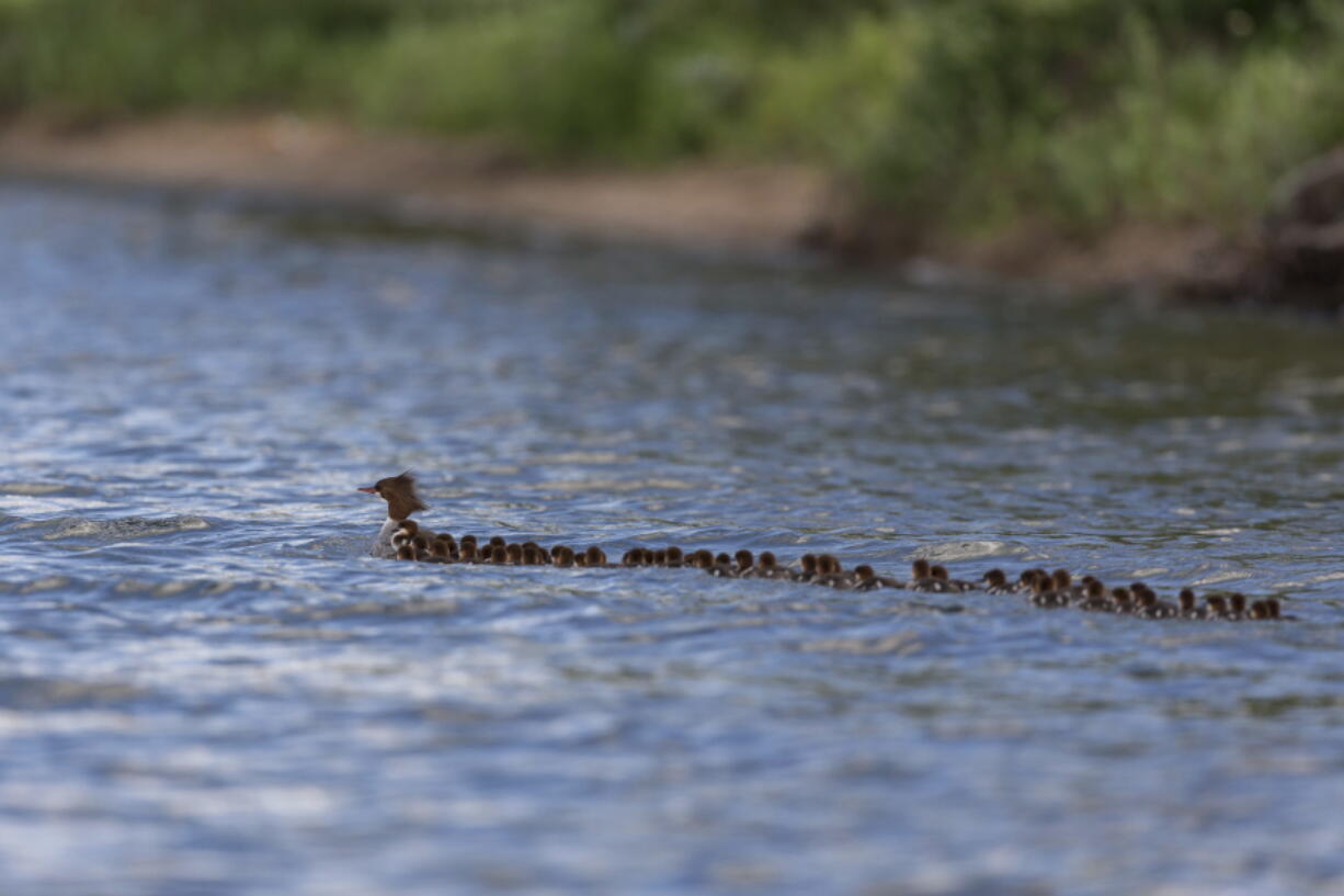 A common merganser and a large group of ducklings following her on Lake Bemidji in Bemidji, Minn.