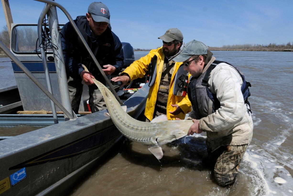 Montana Fish, Wildlife and Parks employees Dave Fuller, from left, Chris Wesolek, and Matt Rugg release a pallid sturgeon after taking blood samples from the fish in 2014. A federal judge has backed a plan to build a dam and fish passage so that about 125 pallid sturgeon to reach upstream spawning grounds that they’ve been separated from for decades.