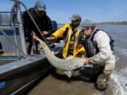 Montana Fish, Wildlife and Parks employees Dave Fuller, from left, Chris Wesolek, and Matt Rugg release a pallid sturgeon after taking blood samples from the fish in 2014. A federal judge has backed a plan to build a dam and fish passage so that about 125 pallid sturgeon to reach upstream spawning grounds that they’ve been separated from for decades.