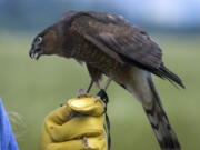 Tink gulps a bit of quail meat fed to her by Carnahan. Weighing just 5½ ounces, the female sharp-shinned hawk hunts starlings, English sparrows and other small birds around Carnahan’s Tangent-area farm on June 4, 2018.