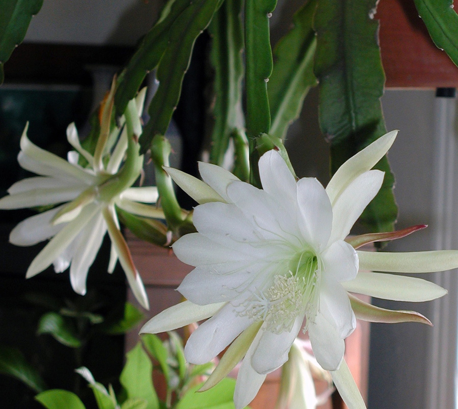 Night Blooming Cereus - Capture the MomentCapture the Moment