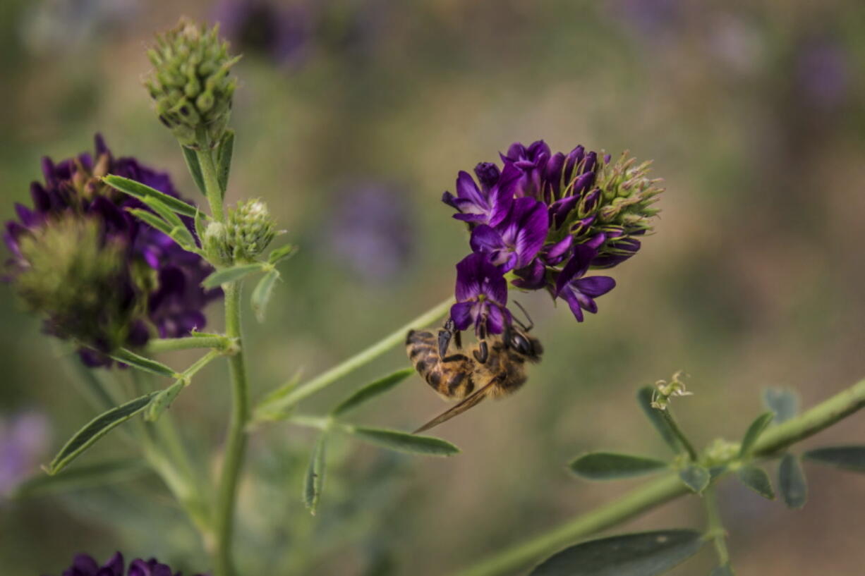 A bee sits on a flower in Southwest Minnesota. A new federal study finds that honeybees in the Northern Great Plains are having a hard time finding food as conservation land is converted to row crops.