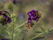 A bee sits on a flower in Southwest Minnesota. A new federal study finds that honeybees in the Northern Great Plains are having a hard time finding food as conservation land is converted to row crops.