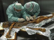 In this November 2010 photo provided by the South Tyrol Museum of Archaeology, researchers examine the body of a frozen hunter known as Oetzi the Iceman to sample his stomach contents in Bolzano, Italy. In a report released on Thursday, July 12, 2018, scientists said the analysis offers a snapshot of what ancient Europeans ate more than five millennia ago.