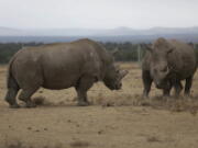 Fatu, left, and Najin, right, the only two female northern white rhinos left in the world, grace the pen where they are kept for observation March 2 at the Ol Pejeta Conservancy in Laikipia county in Kenya.