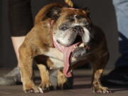 Zsa Zsa, an English bulldog owned by Megan Brainard, stands onstage June 23 after being announced the winner of the World’s Ugliest Dog Contest at the Sonoma-Marin Fair in Petaluma, Calif. The 9-year-old dog has since died.