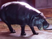 Francesca, a 26-year-old pygmy hippopotamus makes her first appearance at the Oklahoma City Zoo in Oklahoma City since moving from the San Diego Zoo. The Oklahoma City Zoo and Botanical Garden announced the hippo’s death Wednesday and said caretakers examined Francesca last week after she showed signs of illness.