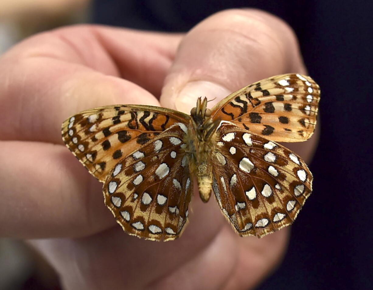 Above, Kim McEuen holds up an Oregon silverspot butterfly. At right, silverspot caterpillars are seen through a microscope in the lab.