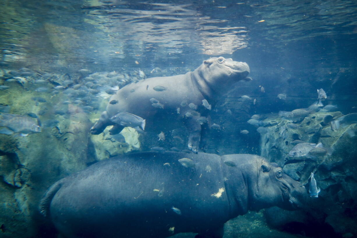 Fiona, a baby Nile Hippopotamus, above, swims above her mother Bibi in their enclosure at the Cincinnati Zoo & Botanical Garden, in Cincinnati. The Cincinnati Zoo’s globally famous premature hippo does more than help sell T-shirts, bobbleheads and ice cream. She is becoming a teaching tool in classrooms and libraries and subject of a series of books with the latest by the zoo’s director Thane Maynard.