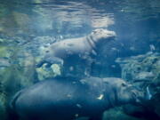 Fiona, a baby Nile Hippopotamus, above, swims above her mother Bibi in their enclosure at the Cincinnati Zoo & Botanical Garden, in Cincinnati. The Cincinnati Zoo’s globally famous premature hippo does more than help sell T-shirts, bobbleheads and ice cream. She is becoming a teaching tool in classrooms and libraries and subject of a series of books with the latest by the zoo’s director Thane Maynard.