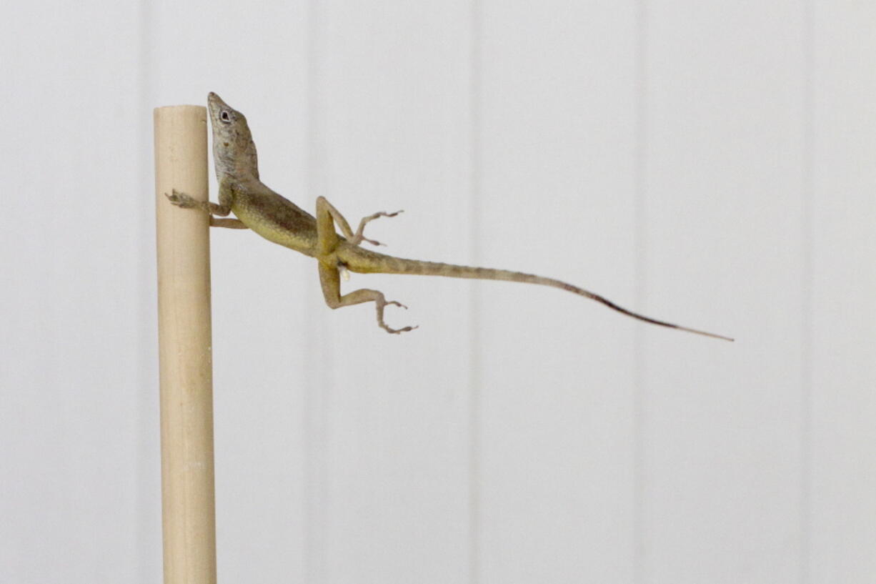 In this Oct. 19, 2017 photo provided by Colin Donihue, an anoles lizard hangs onto a pole during a simulated wind experiment in the Turks and Caicos Islands. According to a study in the Wednesday, July 25, 2018 edition of the journal Nature, lizards who survived 2017’s Hurricanes Irma and Maria had 6 to 9 percent bigger toe pads, significantly longer front limbs and smaller back limbs, compared with the population before the storms.