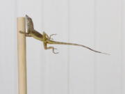 In this Oct. 19, 2017 photo provided by Colin Donihue, an anoles lizard hangs onto a pole during a simulated wind experiment in the Turks and Caicos Islands. According to a study in the Wednesday, July 25, 2018 edition of the journal Nature, lizards who survived 2017’s Hurricanes Irma and Maria had 6 to 9 percent bigger toe pads, significantly longer front limbs and smaller back limbs, compared with the population before the storms.