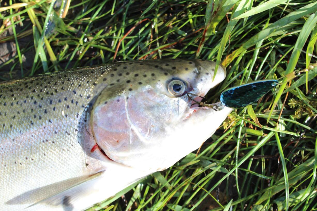 The states of Oregon and Washington have closed the Columbia River to all steelhead retention from Buoy 10 at the mouth to Highway 395 in Pasco via emergency action.