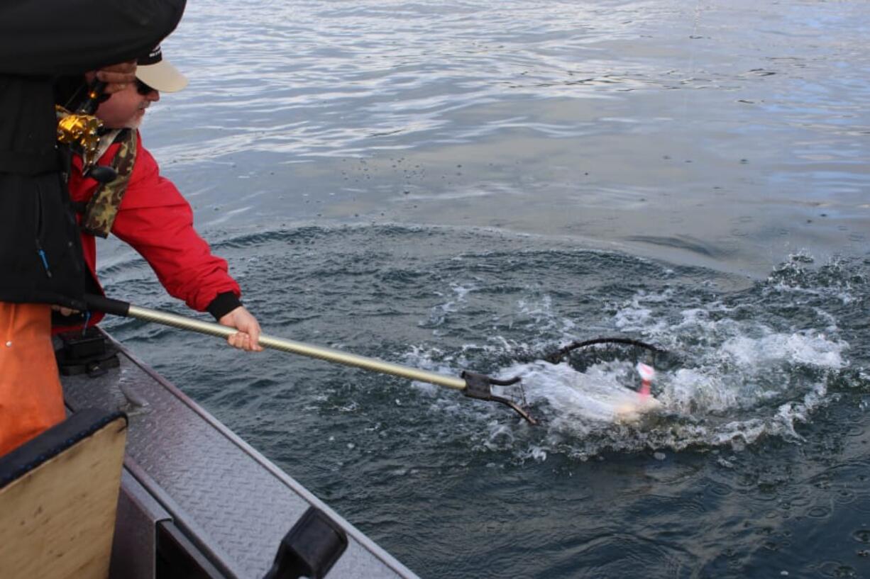 Barbless hooks, required for Columbia salmon fishing, are unforgiving if you handle the fish wrong.