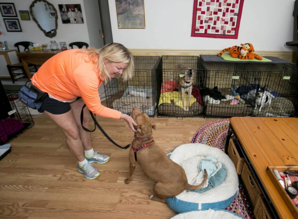 Wendy Derhak, owner of The Pet Cottage, which cares for animals whose owners have died or can no longer take care of them, greets Dash at her home in Jupiter, Fla. on July 27. Below: Pet Cottage buttons.