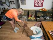 Wendy Derhak, owner of The Pet Cottage, which cares for animals whose owners have died or can no longer take care of them, greets Dash at her home in Jupiter, Fla. on July 27. Below: Pet Cottage buttons.